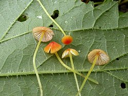 Mycena acicula (grzybówka szpilkowa)