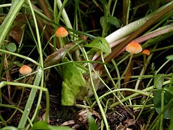 Mycena acicula (grzybówka szpilkowa)