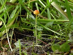 Mycena acicula (grzybówka szpilkowa)