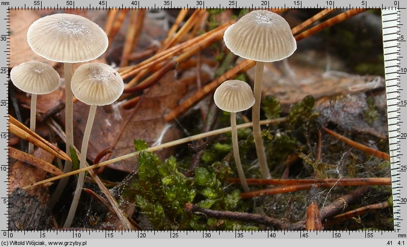 Mycena cinerella (grzybówka popielata)