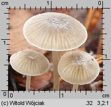 Mycena cinerella (grzybówka popielata)