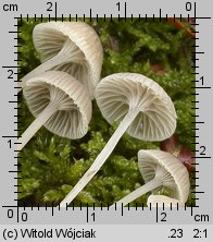 Mycena cinerella (grzybówka popielata)