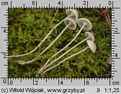 Mycena cinerella (grzybówka popielata)