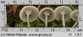 Mycena cinerella (grzybówka popielata)