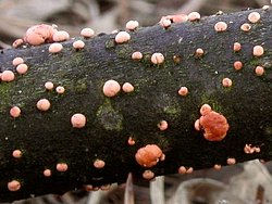 Nectria cinnabarina (gruzełek cynobrowy)