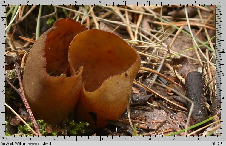 Otidea cochleata (uchówka ślimakowata)