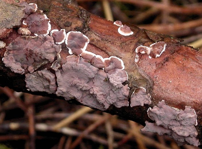 Peniophora pini (powłocznica sosnowa)