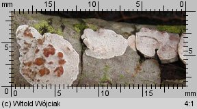 Peniophora polygonia (powłocznica osikowa)