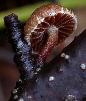 Phaeomarasmius erinaceus (ciemnotwardnik łuskowaty)