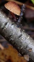 Phaeomarasmius erinaceus (ciemnotwardnik łuskowaty)