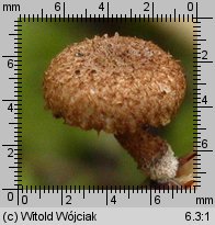 Phaeomarasmius erinaceus (ciemnotwardnik łuskowaty)