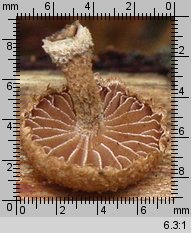 Phaeomarasmius erinaceus (ciemnotwardnik łuskowaty)