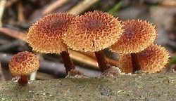 Phaeomarasmius erinaceus (ciemnotwardnik łuskowaty)