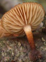 Phaeomarasmius erinaceus (ciemnotwardnik łuskowaty)