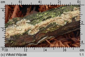 Radulomyces confluens (woskownik pozrastany)