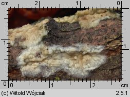 Radulomyces confluens (woskownik pozrastany)