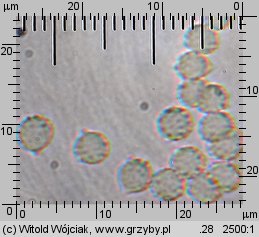 Ripartites tricholoma (kosmatek strzępiastobrzegi)