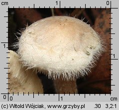 Ripartites tricholoma (kosmatek strzępiastobrzegi)