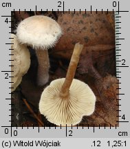 Ripartites tricholoma (kosmatek strzępiastobrzegi)