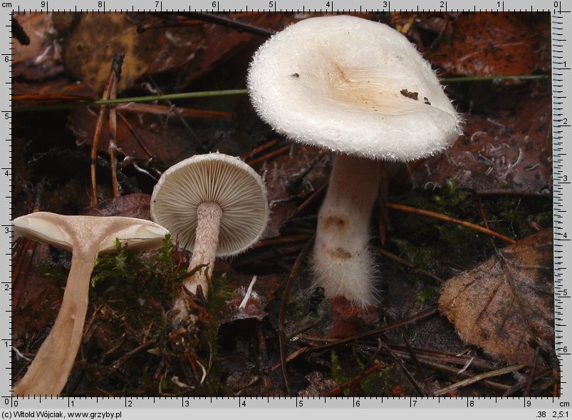 Ripartites tricholoma (kosmatek strzępiastobrzegi)