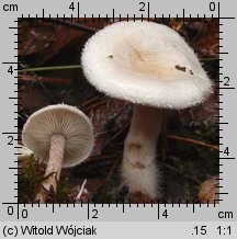 Ripartites tricholoma (kosmatek strzępiastobrzegi)