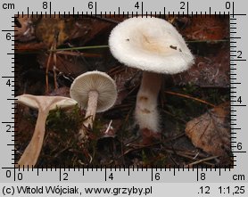 Ripartites tricholoma (kosmatek strzępiastobrzegi)