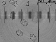 Scutellinia scutellata (włośniczka tarczowata)