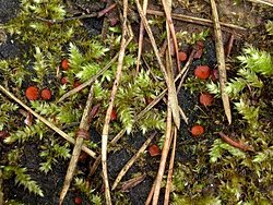 Scutellinia scutellata (włośniczka tarczowata)