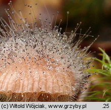 Spinellus fusiger