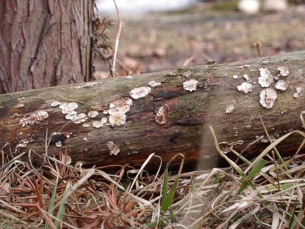 Stereum sanguinolentum (skórnik krwawiący)