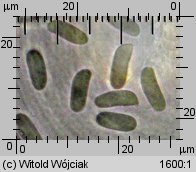 Stereum sanguinolentum (skórnik krwawiący)