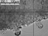 Strobilurus stephanocystis (szyszkówka tęporozwierkowa)