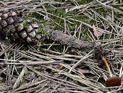 Strobilurus stephanocystis (szyszkówka tęporozwierkowa)