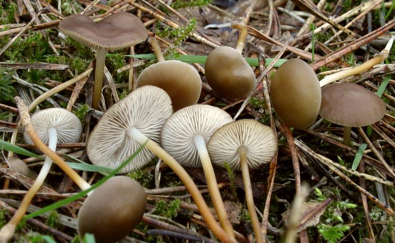 Strobilurus stephanocystis (szyszkówka tęporozwierkowa)