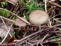 Strobilurus stephanocystis (szyszkówka tęporozwierkowa)