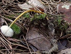 Strobilurus tenacellus (szyszkówka gorzkawa)