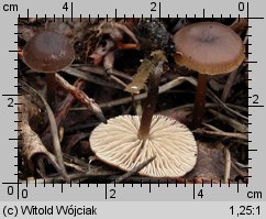 Tephrocybe anthracophila (popielatek węglolubny)