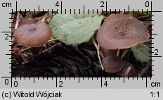 Tephrocybe anthracophila (popielatek węglolubny)