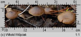 Tephrocybe anthracophila (popielatek węglolubny)