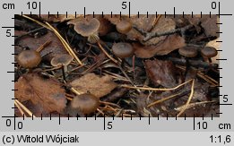 Tephrocybe anthracophila (popielatek węglolubny)