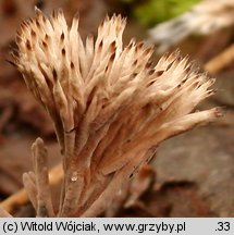 Thelephora penicillata (chropiatka pędzelkowata)