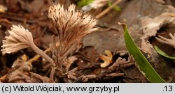 Thelephora penicillata (chropiatka pędzelkowata)