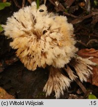 Thelephora penicillata (chropiatka pędzelkowata)