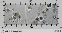 Naematelia encephala (trzęsak mózgowaty)