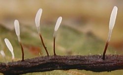 Typhula erythropus (pałecznica czerwonawa)