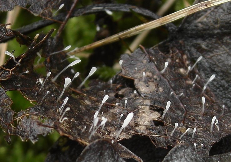 Typhula setipes (pałecznica szczecinkowotrzonowa)