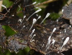 Typhula setipes (pałecznica szczecinkowotrzonowa)