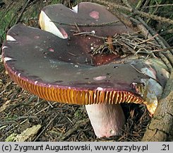 Russula olivacea (gołąbek oliwkowy)