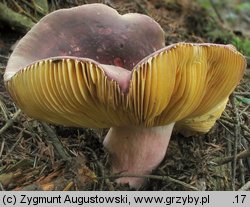 Russula olivacea (gołąbek oliwkowy)