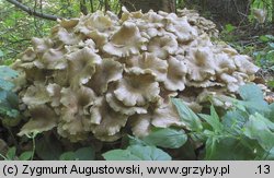 Polyporus umbellatus (żagiew wielogłowa)